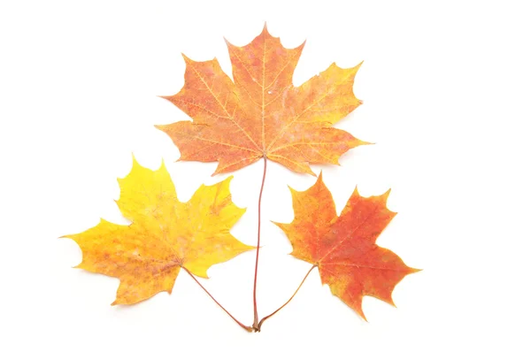 Multi-colored leaves on a white background — Stock Photo, Image