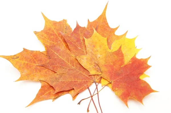 Mehrfarbige Blätter auf weißem Hintergrund — Stockfoto