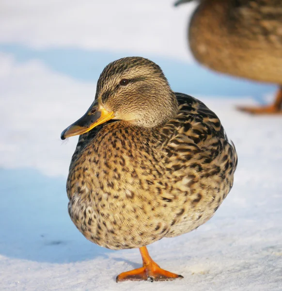 冬天在河上的鸭子 — 图库照片