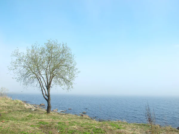 Árbol en la costa del lago — Foto de Stock