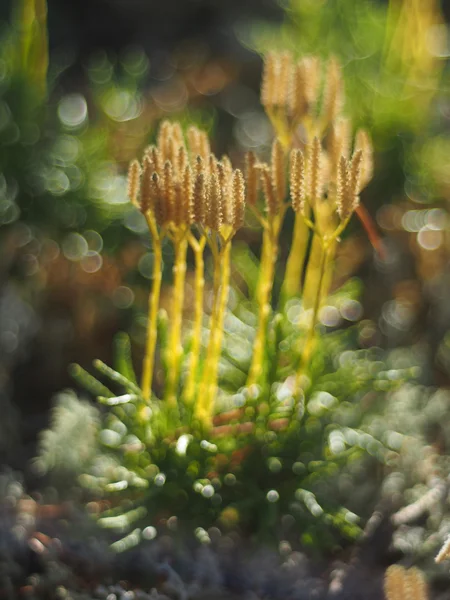 Lycopodium moss — Stockfoto