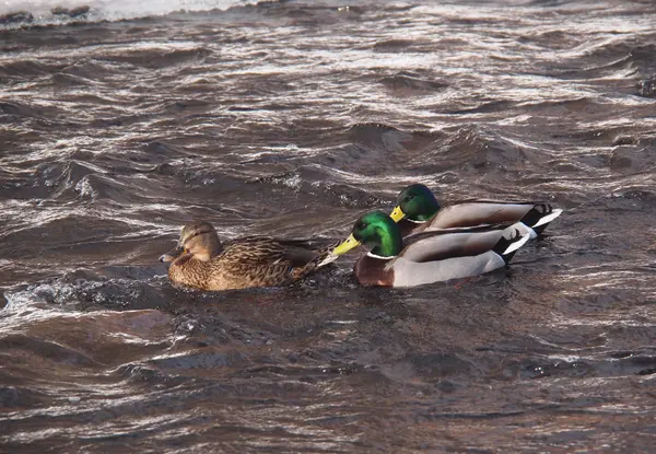 Kaczki na rzece w zimie — Zdjęcie stockowe