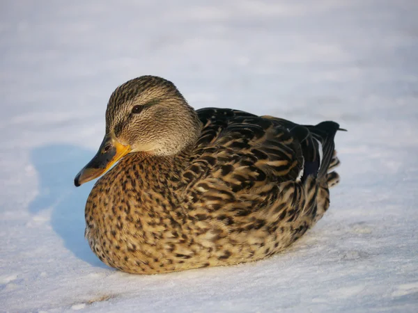 Canard sur la rivière en hiver — Photo