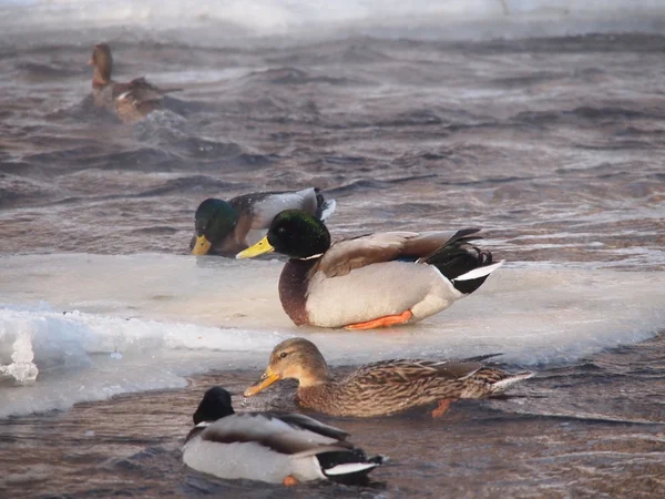 Patos no rio no inverno — Fotografia de Stock