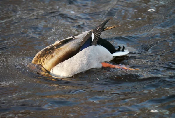 Canard plongeur près de la glace — Photo