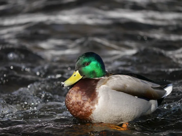 Canard sur la rivière en hiver — Photo