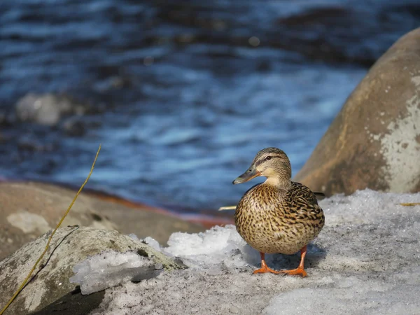 冬天在河上的鸭子 — 图库照片