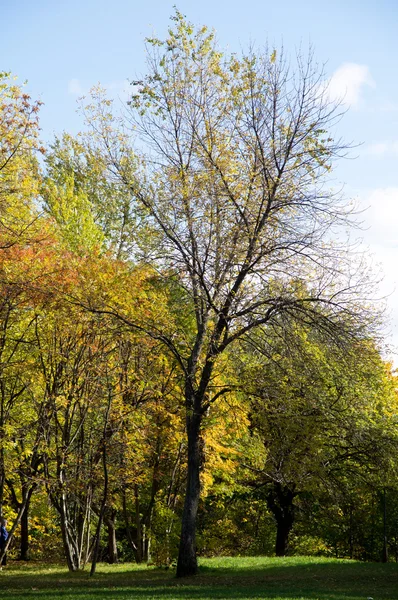 Park jesienią — Zdjęcie stockowe