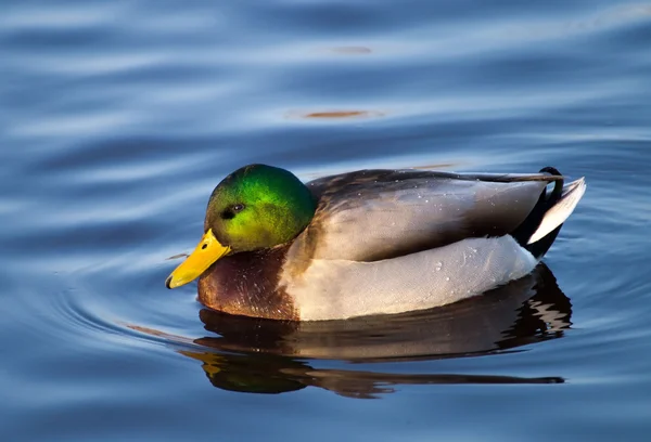 Anatra sul lago — Foto Stock