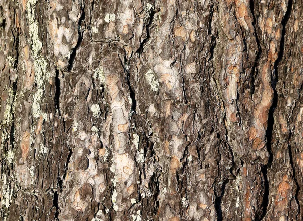 Barks of a rare pine — Stock Photo, Image