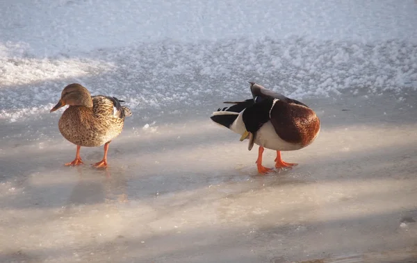 Eenden op de rivier in de winter — Stockfoto