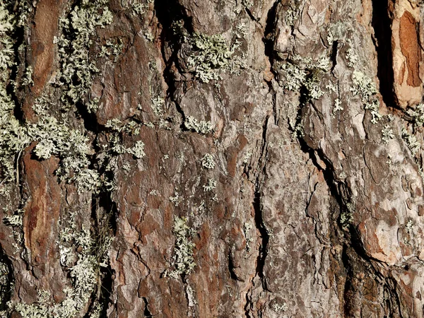 Barks of a rare pine — Stock Photo, Image