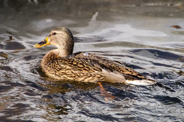 Ente auf dem See — Stockfoto