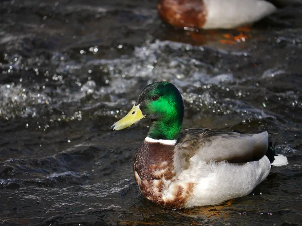 Anatra sul fiume in inverno — Foto Stock