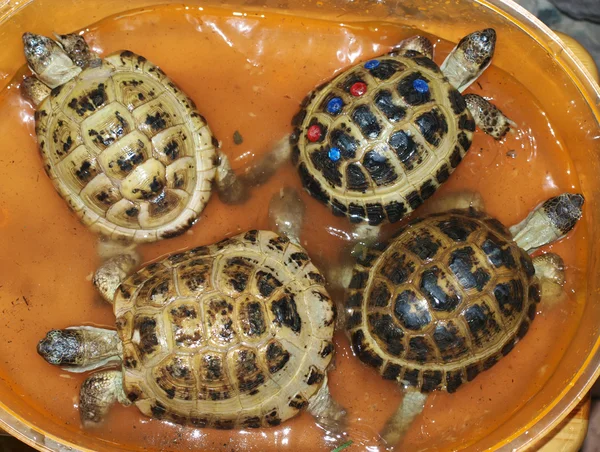 Turtles — Stock Photo, Image