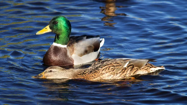 Duck on the lake — Stock Photo, Image