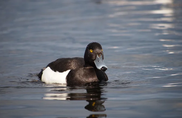 Vigg - aythya fuligula, man — Stockfoto