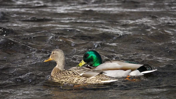 Ente im Winter auf dem Fluss — Stockfoto