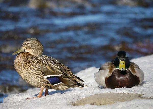 Pato en el río en invierno — Foto de Stock