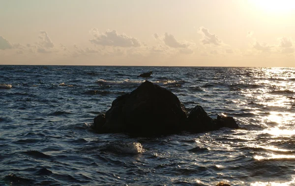 Sea bird on the rock — Stock Photo, Image