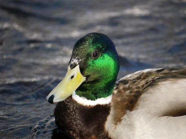 Anka på floden på vintern — Stockfoto