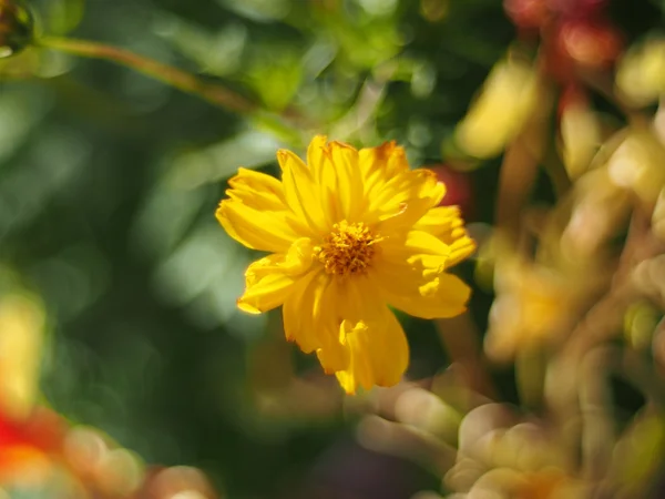 Flores eshsholtsiya — Foto de Stock