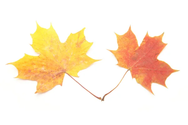 Feuilles multicolores sur fond blanc — Photo