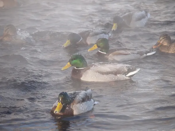 Divoké kachny na řece v zima — Stock fotografie