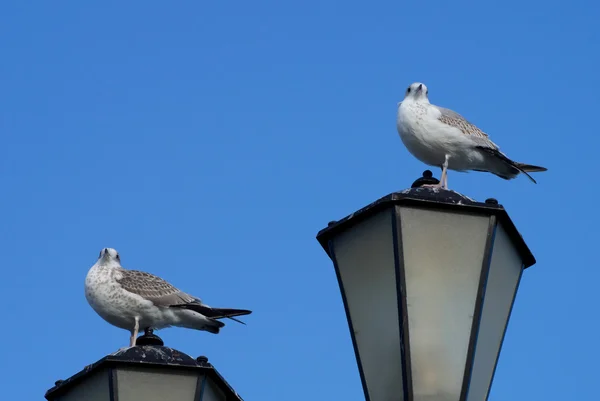 Two seagulls on lantern — Stock Photo, Image