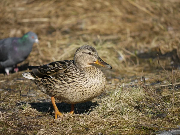 Canard dans l'herbe au printemps — Photo