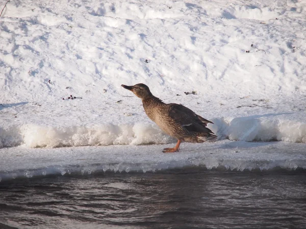 Canards sauvages sur la rivière dans le froid amer — Photo