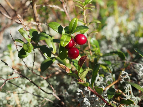 Cranberries — Stock Photo, Image