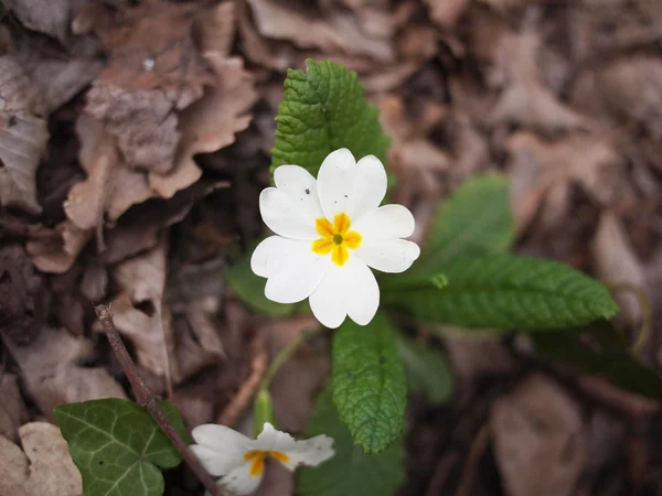 White primroses on a grassy bank in spring — Stock Photo, Image