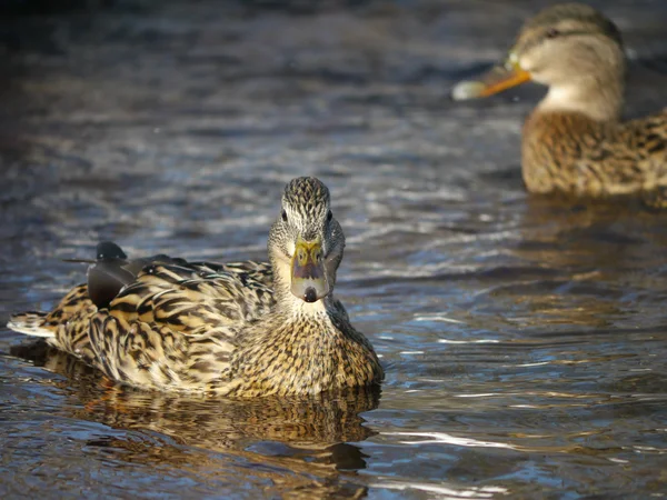 Anka på floden på vintern — Stockfoto