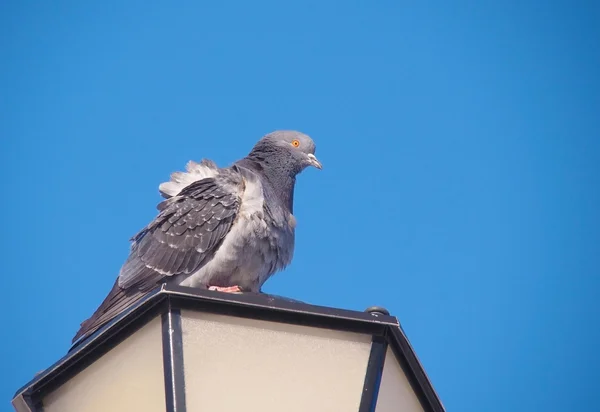 Rock pigeon sitting on street lamp — Stock Photo, Image
