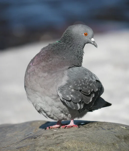 Portrait of a walking pigeon in winter day — Stock Photo, Image