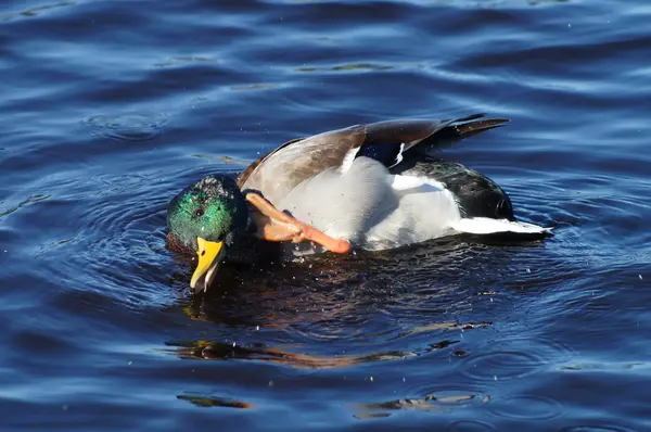 Ankor på sjön — Stockfoto