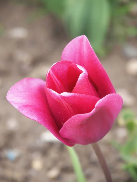 Roze tulp — Stockfoto