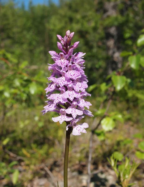 Wild Orchid (Dactylorhiza maculata) — Stockfoto