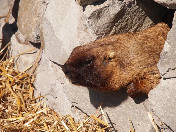 Retrato de una marmota — Foto de Stock