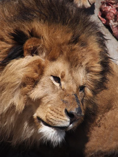 Portrait of a male lion — Stock Photo, Image