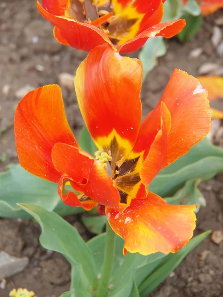 Oranžový Tulipán — Stock fotografie