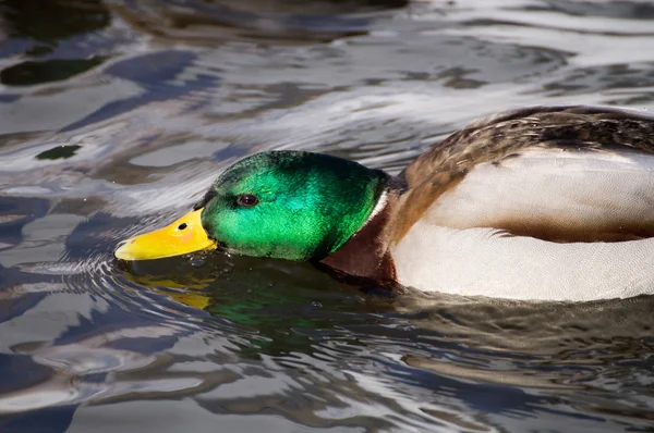 Anatra sul lago — Foto Stock