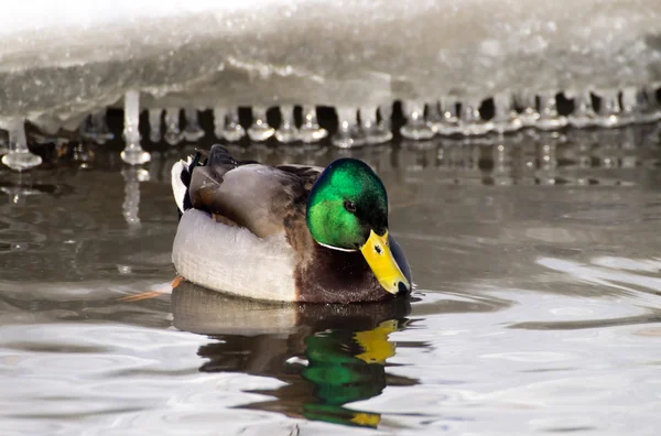 Eend op het meer — Stockfoto