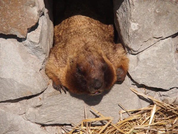 Portret van een marmot — Stockfoto