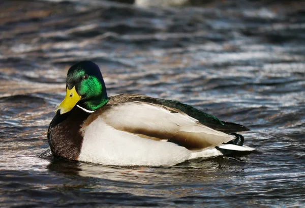 Pato en el río en invierno —  Fotos de Stock