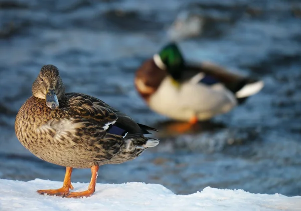 Ente im Winter auf dem Fluss — Stockfoto