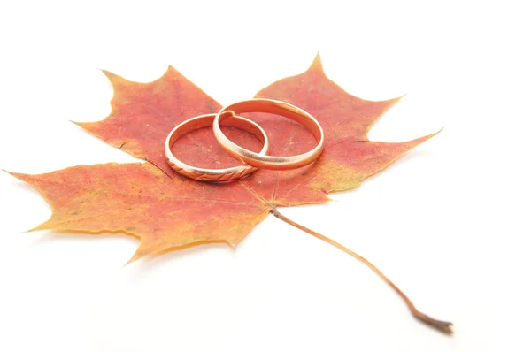 结婚戒指和白色背景上的枫叶 图库图片