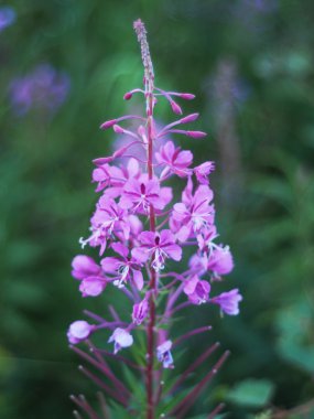 dağlarda çiçek fireweed
