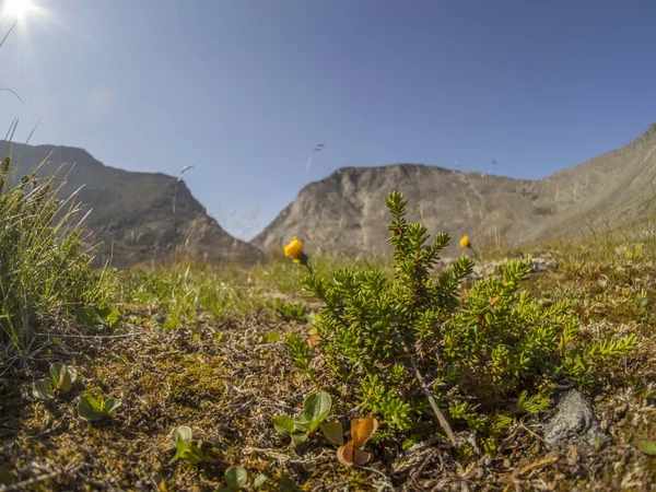 Flores nas montanhas — Fotografia de Stock